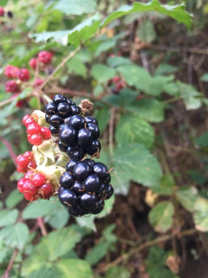 Willa Mirada A Gredos Candeleda Zewnętrze zdjęcie